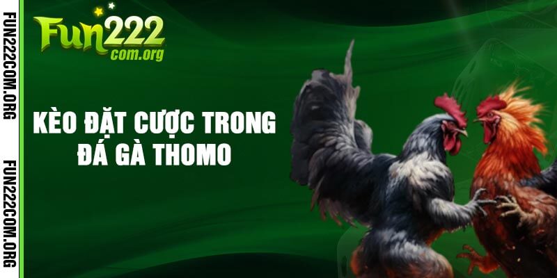 Kèo đặt cược trong Đá gà Thomo